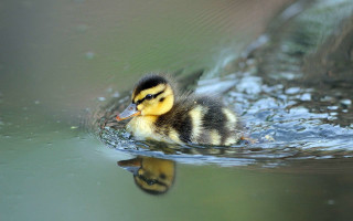 Duckling swimming pond head above - animal free wallpaper for desktop