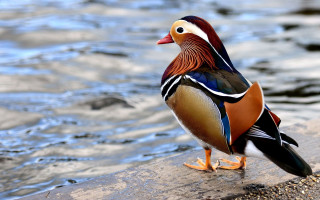 Colorful bird rock water edge - dionisiu free wallpaper