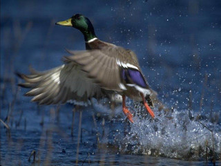 Duck flying over water landing - over the water free wallpaper