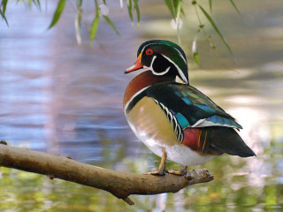 Colorful bird perched branch water - dionisiu free wallpaper for desktop