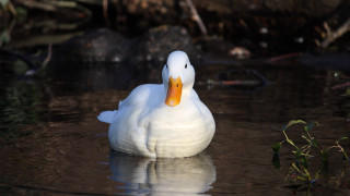 White duck floating water forest - water next free wallpaper