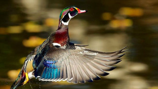 Colorful bird flying water wings - arthur quartley free wallpaper