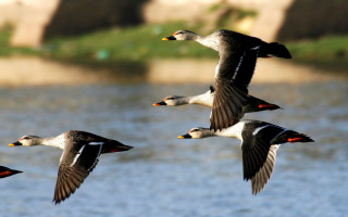 Ducks flying water rock grassy - grassy free wallpaper