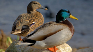 Two ducks sitting rock water - the waters edge free wallpaper
