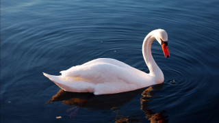 Swan swimming water red beak - a red beak free wallpaper