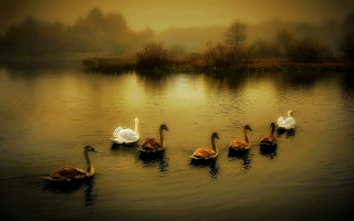 Swans swimming lake sunset dawn - mist free wallpaper for desktop