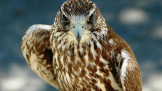 Bird of prey hand puzzle - upper body free wallpaper for desktop