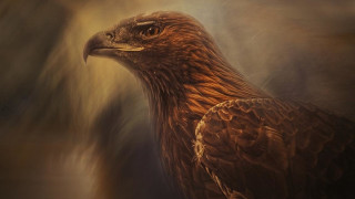 Golden eagle brown white black - digital painting free wallpaper for desktop