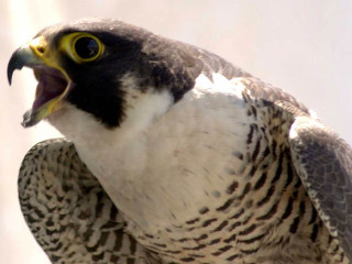 Yellow beak black white bird - upper body free wallpaper for desktop