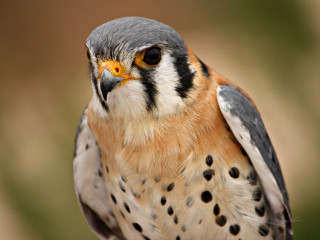 Bird brown head black white - its chest free wallpaper