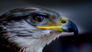 Bird of prey yellow beak - prey free wallpaper for desktop