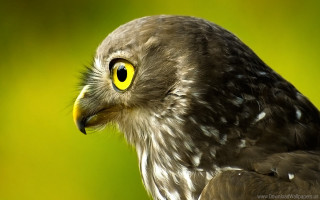 Bird closeup green background yellow - sharp focus free wallpaper