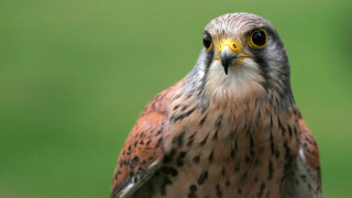 Bird of prey close up 5 - prey free wallpaper