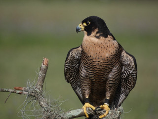 Bird of prey perched branch 2 - a bird of prey free wallpaper