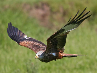 Bird of prey flying wings 6 - a bird of prey free wallpaper