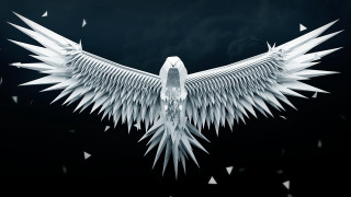 White bird wings spread out - body free wallpaper for desktop