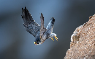 Owl flying over rock wall - a bird of prey free wallpaper