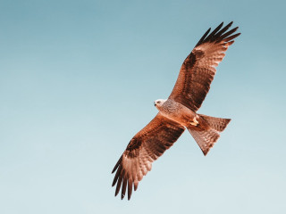 Large bird flying blue sky 6 - a large bird free wallpaper