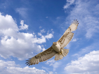 Bird flying blue cloudy sky - a blue cloudy sky free wallpaper