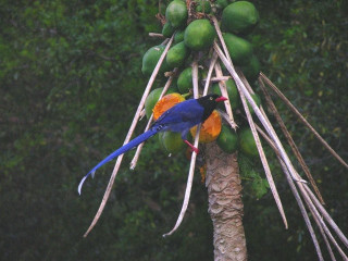 Blue bird tree fruit branch - an illustration of free wallpaper
