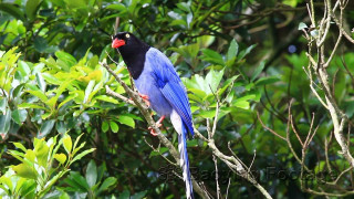 Blue bird branch leaves vivid - rich vivid color free wallpaper