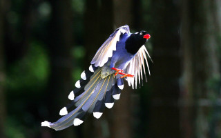 Bird long tail flying wings - cloisonnism free wallpaper