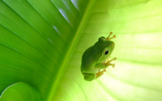 Frog green leaf curious look - ambient light free wallpaper