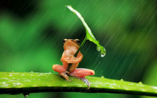 Frog sitting leaf rain head - its leg free wallpaper