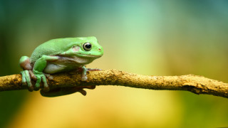Green frog sitting branch blurry - a green frog free wallpaper