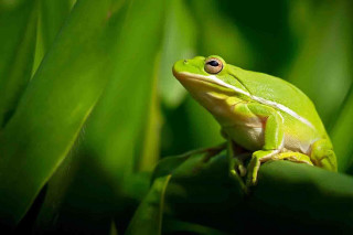Green frog sitting plant leaves - a green frog free wallpaper