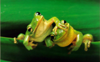 Two green frogs leaf water 2 - drop of water free wallpaper