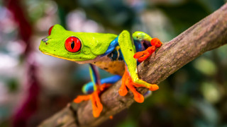 Red eyed frog sitting branch - frog free wallpaper