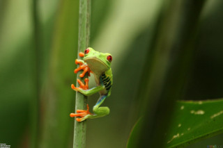 Frog plant stem closed eyes - its leg free wallpaper
