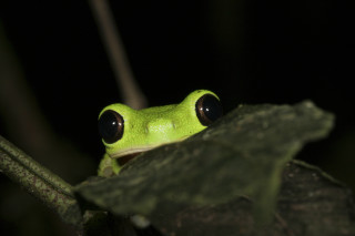 Green frog black eyes sitting - black eye free wallpaper