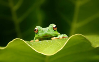Frog leaf closed eyes green - a frog free wallpaper for desktop