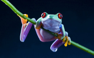 Frog red eyes branch leaf - a frog free wallpaper for desktop