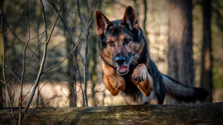 Dog jumping log woods paws - heroic free wallpaper