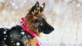 Dog pink collar snow falling - back leg free wallpaper