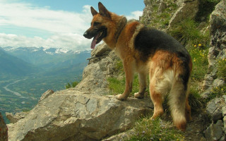 German shepherd rocky cliff mountains - a rocky cliff free wallpaper