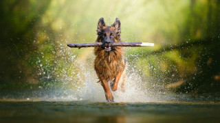 Dog running water stick mouth - a stick free wallpaper