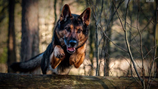 Dog jumping log woods mouth - in the wood free wallpaper