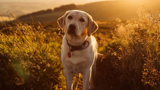 Dog field sunshine obscured grass - aestheticism free wallpaper for desktop