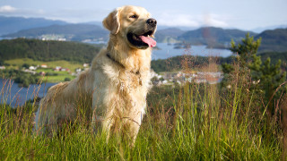 Dog tall grass lake mountains - a view of a lake and mountains free wallpaper