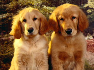 Two dogs sitting trees bushes - kodachrome free wallpaper