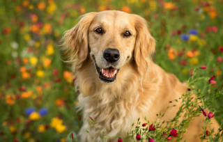 Dog flower field wide open - his eye wide open free wallpaper