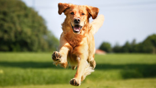 Dog running grass paws air - energetic free wallpaper