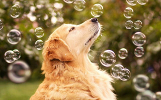 Dog blowing bubbles outside grass - the grass and trees free wallpaper
