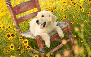 Dog chair field flowers tongue - his eye free wallpaper for desktop