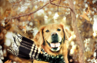 Dog scarf hat smiling camera - its head free wallpaper