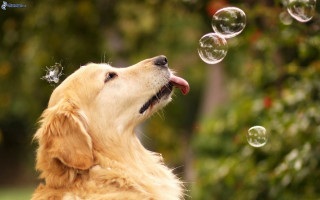 Dog blowing bubbles mouth open - surrealism free wallpaper